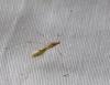 Metacanthus meridionalis